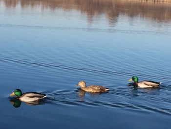 SPREMEMBE PRI OBVEZNOSTI IZDAJANJA RAČUNOV